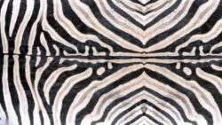 Y0062 Zebra - Wilsonart